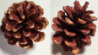 松ぼっくり 着色 マニキュア