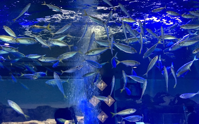 ペンギン水族館