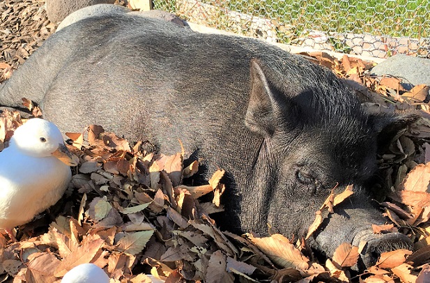 阿蘇ファームランドふれあい動物王国に行った感想 何歳から遊べる なんでも情報発信局