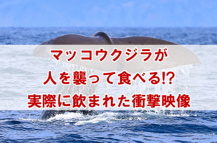 人食いマッコウクジラはいるの？