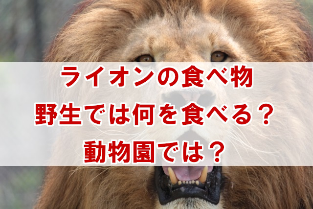ライオンの食べ物　野生と動物園では何を食べる？